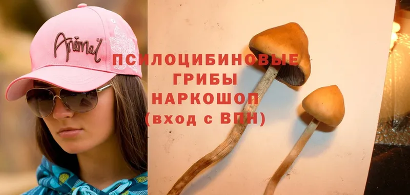 кракен ТОР  сайты даркнета как зайти  Павлово  Псилоцибиновые грибы Magic Shrooms  где купить наркотик 